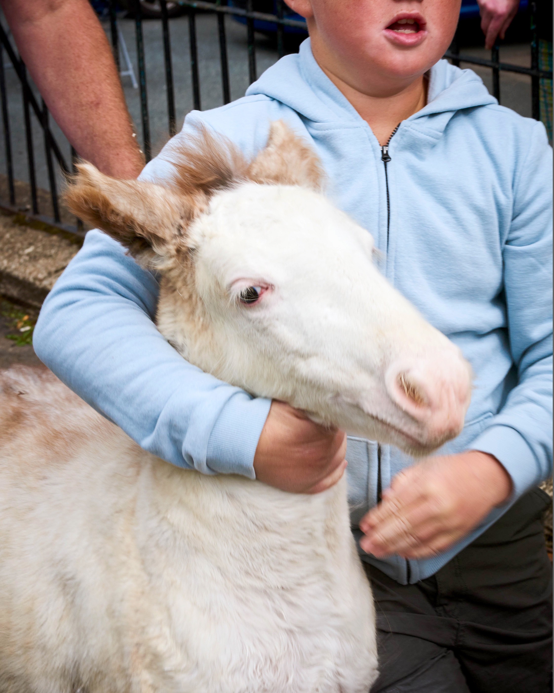 Bella howard postcards from appleby 01