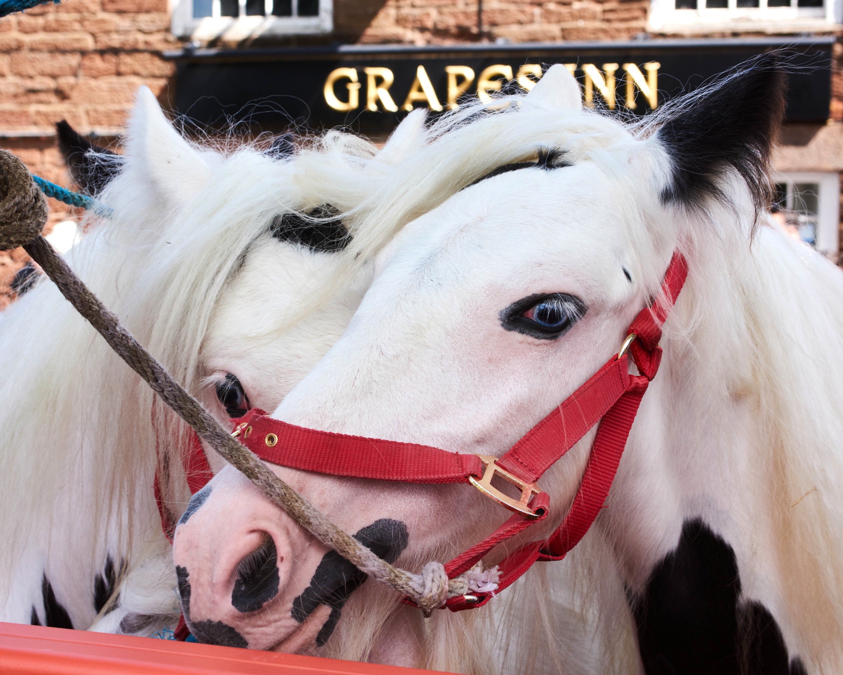 Bella howard postcards from appleby 09